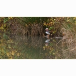 20211103 Mandarinente 1 DSC04465.jpg